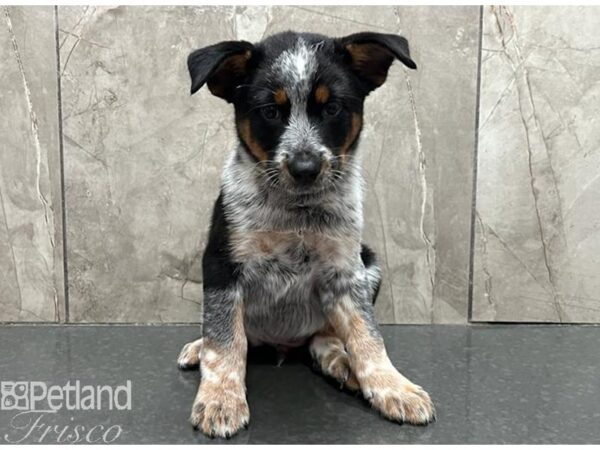 Australian Cattle Dog-Dog-Male-Blue Mottled-30567-Petland Frisco, Texas