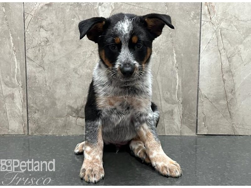 Blue Australian Cattle Dog Puppies