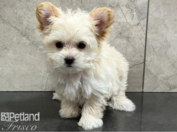 Morkie Dog Male Cream 30467 Petland Frisco, Texas