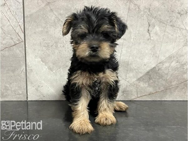 Yorkshire Terrier Dog Female Black / Tan 30491 Petland Frisco, Texas