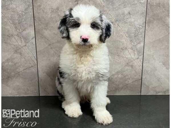 Sheepadoodle Mini-Dog-Male-Blue Merle-30478-Petland Frisco & Mckinney, Texas