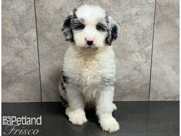 Sheepadoodle Mini Dog Male Blue Merle 30478 Petland Frisco, Texas