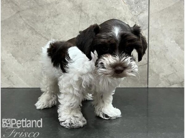 Miniature Schnoodle-Dog-Female-Black and White-30496-Petland Frisco & Mckinney, Texas