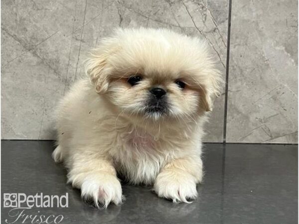 Pekingese Dog Male Cream 30493 Petland Frisco, Texas