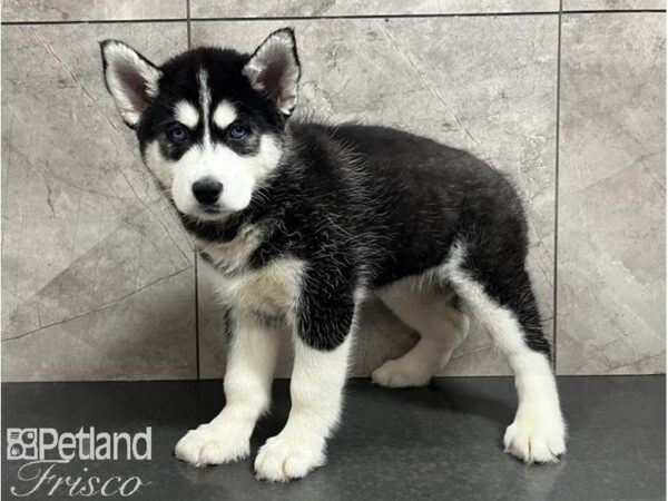 Siberian Husky Dog Female Black / White 30519 Petland Frisco, Texas