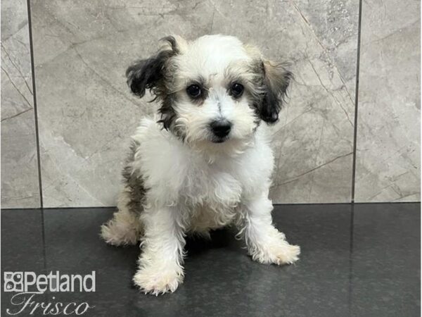 Cotonpoo-Dog-Female-Cafe Au Lait-30518-Petland Frisco & Mckinney, Texas