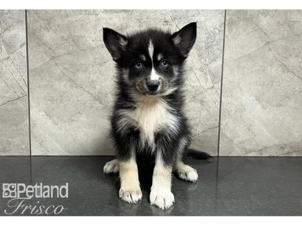 Pomsky 2nd Gen-Dog-Male-Black / Tan-30508-Petland Frisco & Mckinney, Texas