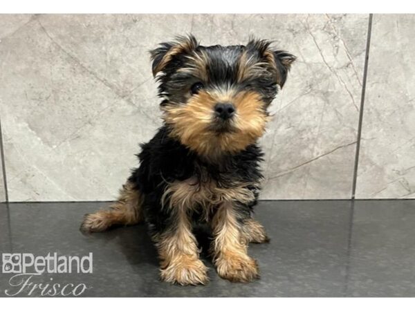 Yorkshire Terrier Dog Female Black / Tan 30507 Petland Frisco, Texas