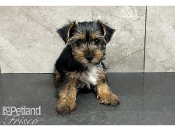 Yorkshire Terrier Dog Male Black and Tan 30506 Petland Frisco, Texas