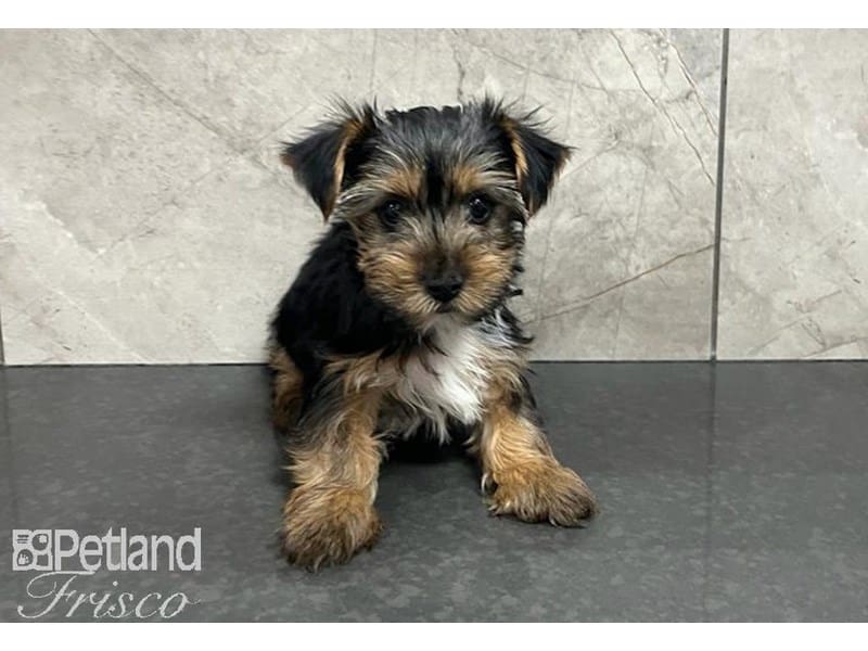 Yorkshire Terrier-Dog-Male-Black and Tan-3817436-Petland Frisco, Texas