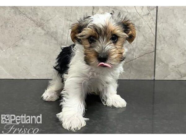 Yorkshire Terrier Dog Male Black, White and Tan 30505 Petland Frisco, Texas