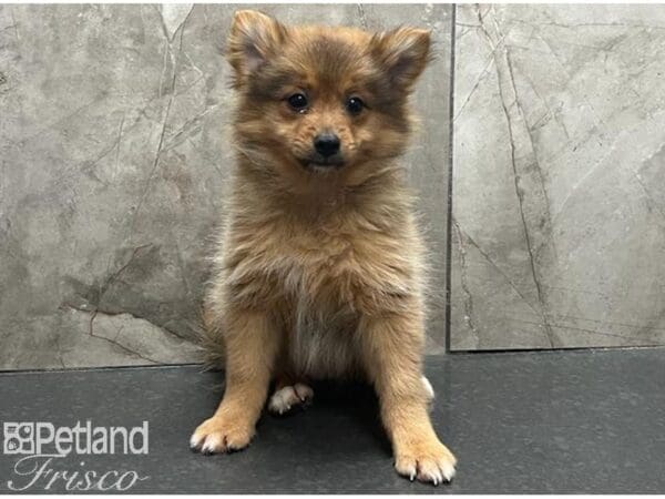 Pomeranian-Dog-Female-Sable-30555-Petland Frisco, Texas
