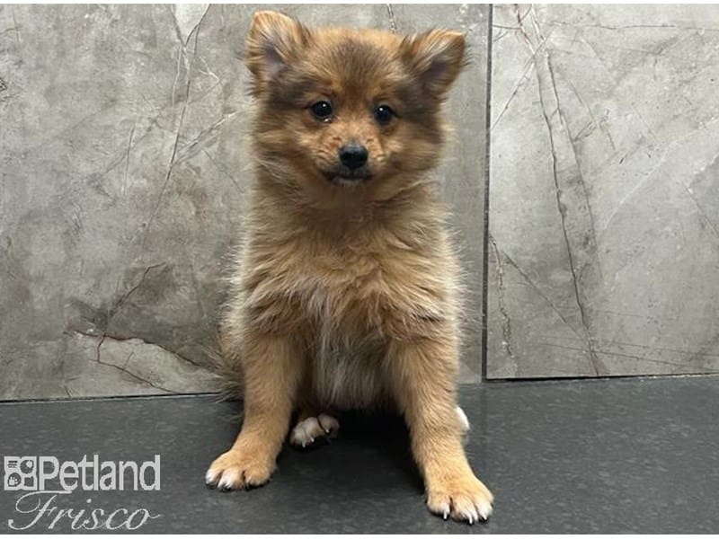 Pomeranian-Dog-Female-Sable-3824363-Petland Frisco, Texas