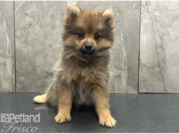 Pomeranian Dog Male Sable 30554 Petland Frisco, Texas