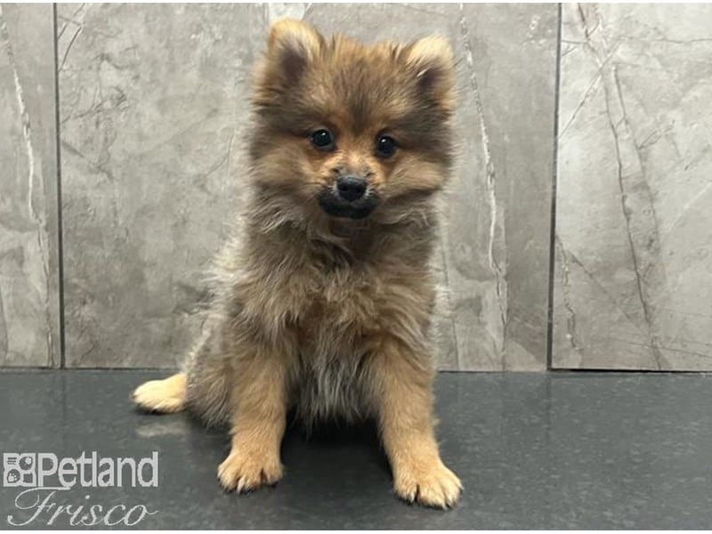 Pomeranian-Dog-Male-Sable-3824364-Petland Frisco, Texas