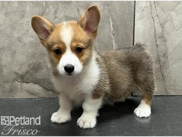 Pembroke Welsh Corgi Dog Male Red / White 30553 Petland Frisco, Texas