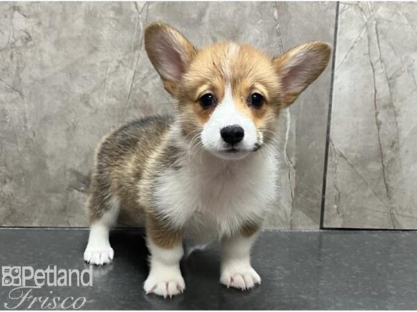 Pembroke Welsh Corgi Dog Female Red / White 30551 Petland Frisco, Texas