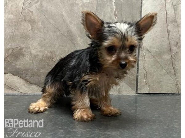 Yorkshire Terrier-Dog-Female-Black / Tan-30549-Petland Frisco, Texas