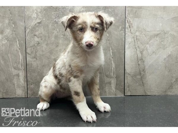 Australian Shepherd-Dog-Female-Red Merle-30540-Petland Frisco & Mckinney, Texas