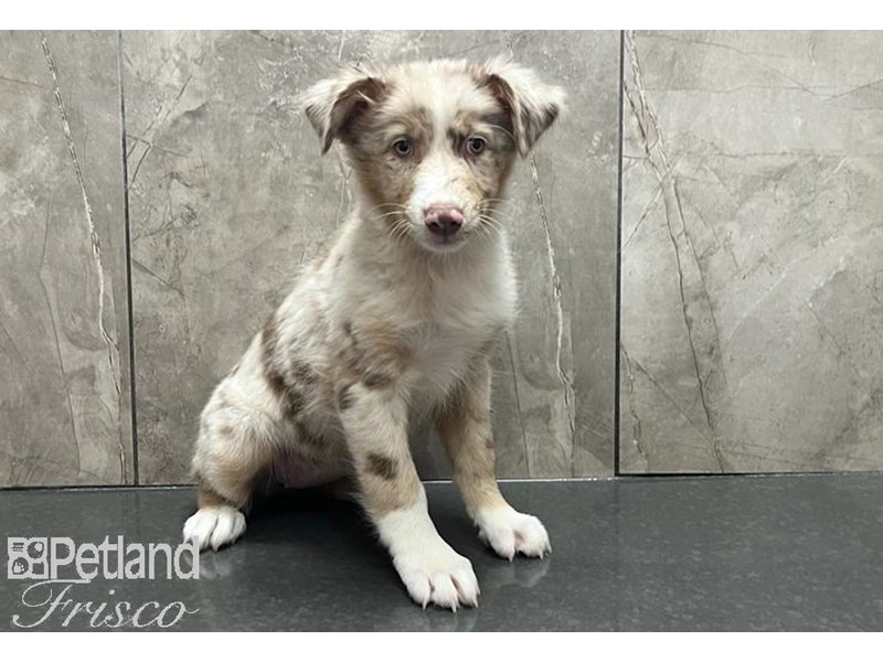 Australian Shepherd Dog Female Red Merle 30540