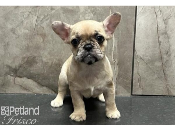 French Bulldog-Dog-Female-Cream merle-30536-Petland Frisco & Mckinney, Texas