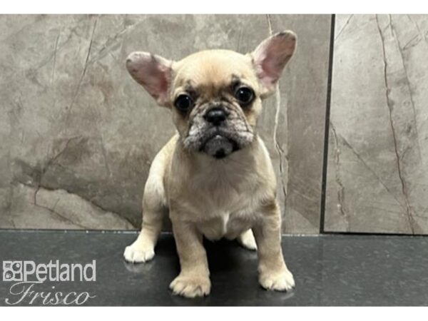 French Bulldog Dog Female Cream merle 30536 Petland Frisco, Texas