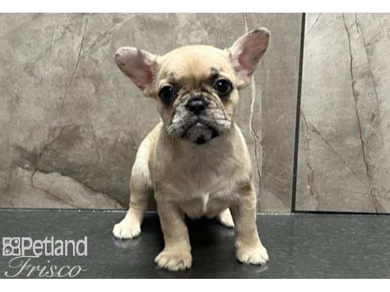 French Bulldog-Dog-Female-Cream merle-3824636-Petland Frisco, Texas