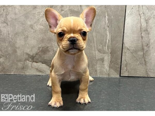 French Bulldog-Dog-Female-Red-30534-Petland Frisco, Texas