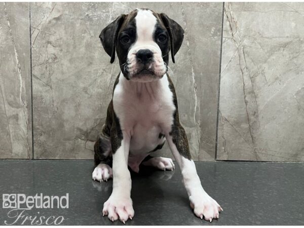 Boxer-Dog-Male-Brindle and White-30538-Petland Frisco, Texas