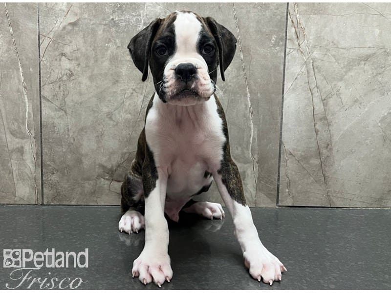 Boxer-Dog-Male-Brindle and White-3824651-Petland Frisco, Texas