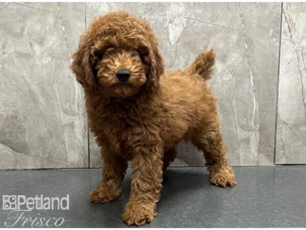 Miniature Poodle Dog Male Red 30531 Petland Frisco, Texas