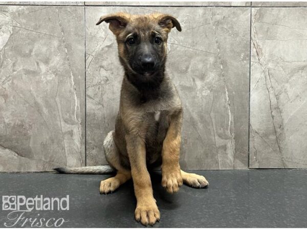 German Shepherd Dog Female Black and Tan 30526 Petland Frisco, Texas