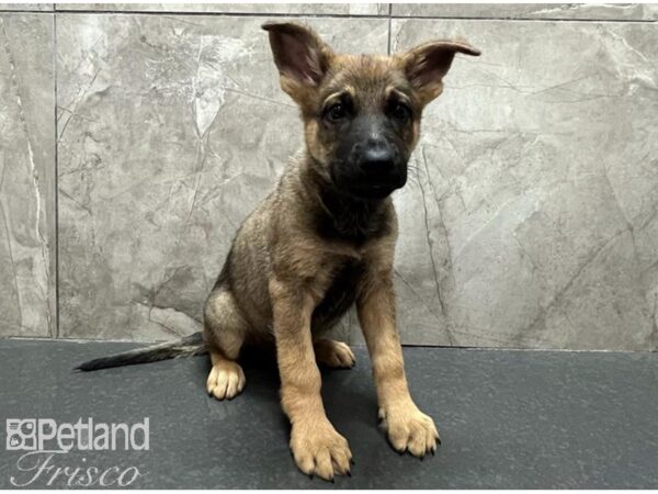 German Shepherd Dog Male Black and Tan 30524 Petland Frisco, Texas