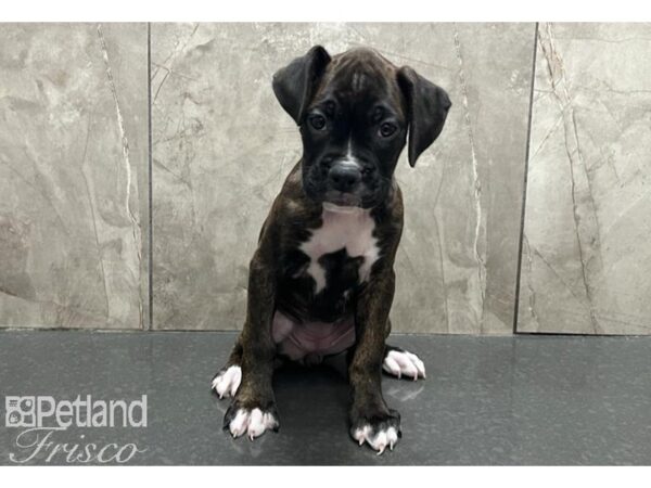 Boxer Dog Female Brindle and White 30537 Petland Frisco, Texas