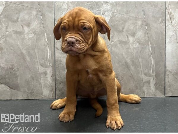 Dogue De Bordeaux-Dog-Male-Red-30543-Petland Frisco & Mckinney, Texas
