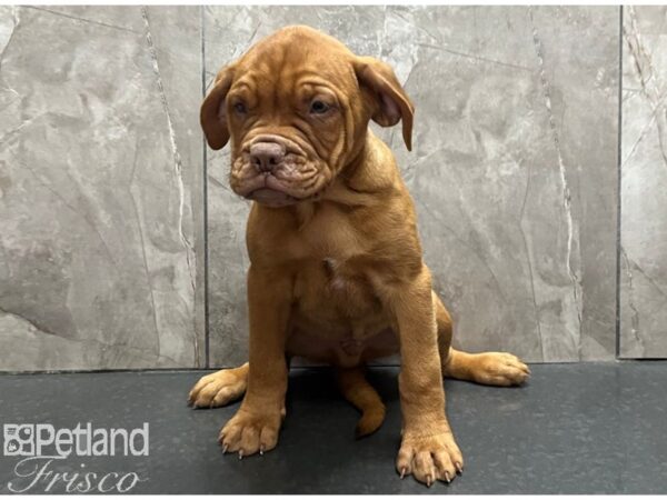 Dogue De Bordeaux-Dog-Male-Red-30543-Petland Frisco, Texas