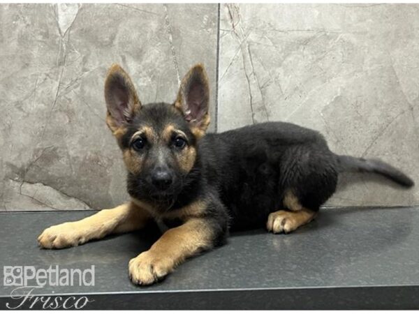 German Shepherd Dog Male Black and Tan 30525 Petland Frisco, Texas