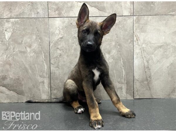 German Shepherd-Dog-Male-Black and Tan-30523-Petland Frisco & Mckinney, Texas