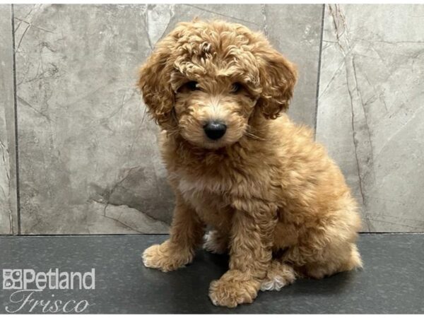 Goldendoodle Mini 2nd Gen Dog Female Cream 30558 Petland Frisco, Texas