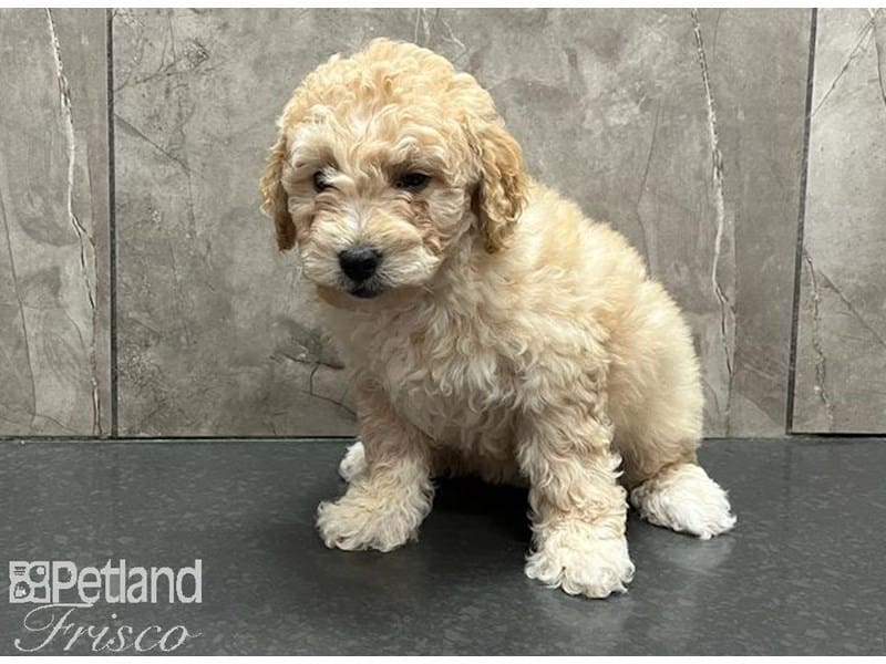 Goldendoodle Mini 2nd Gen-Dog-Female-Cream-3824346-Petland Frisco, Texas