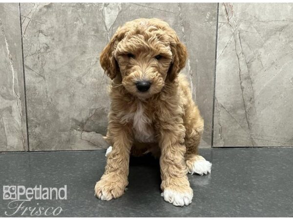 Goldendoodle Mini 2nd Gen Dog Male Cream 30556 Petland Frisco, Texas