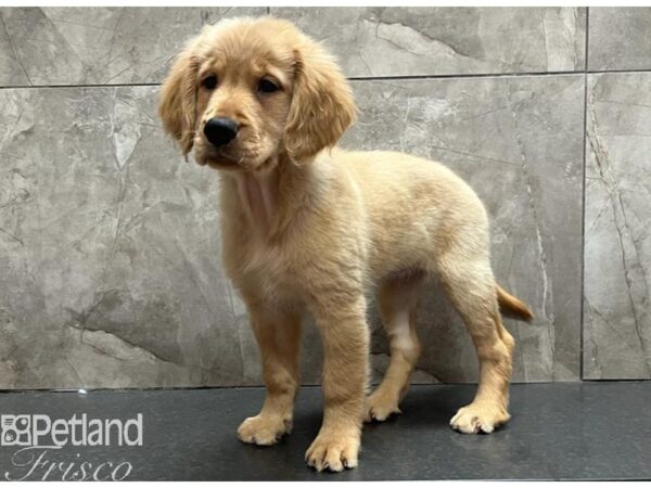 Golden Retriever Dog Female Golden 30528 Petland Frisco, Texas