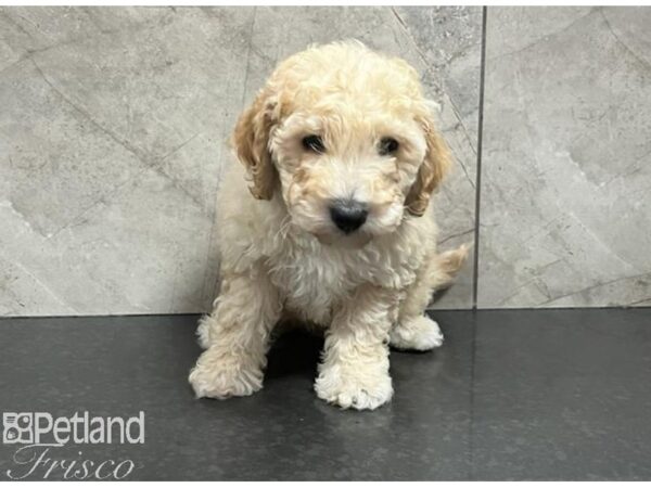 Goldendoodle Mini 2nd Gen Dog Male Cream 30559 Petland Frisco, Texas