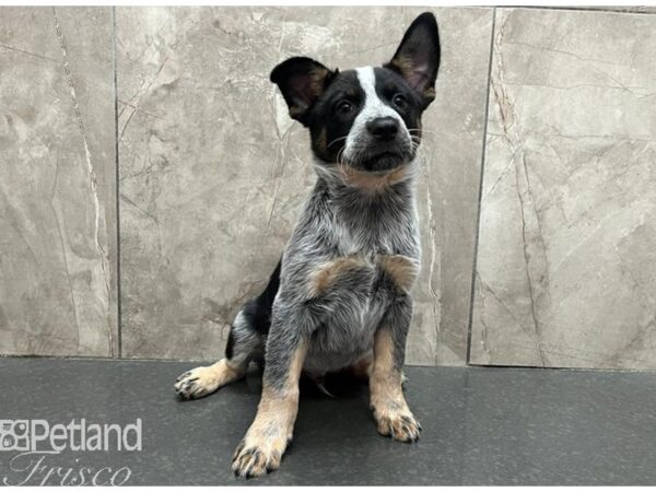 Australian Cattle Dog Dog Male Blue Mottled 30566 Petland Frisco, Texas