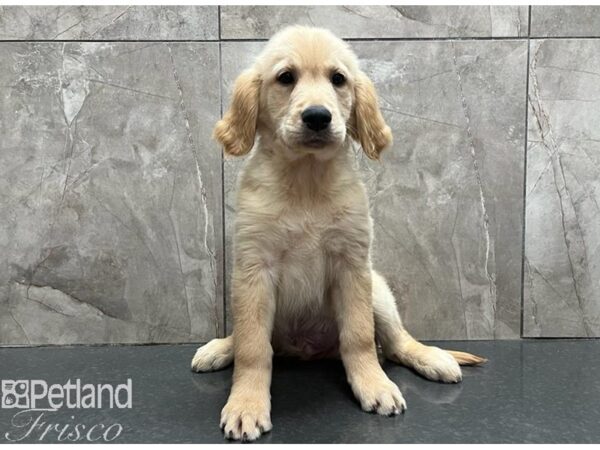 Golden Retriever Dog Male Golden 30565 Petland Frisco, Texas