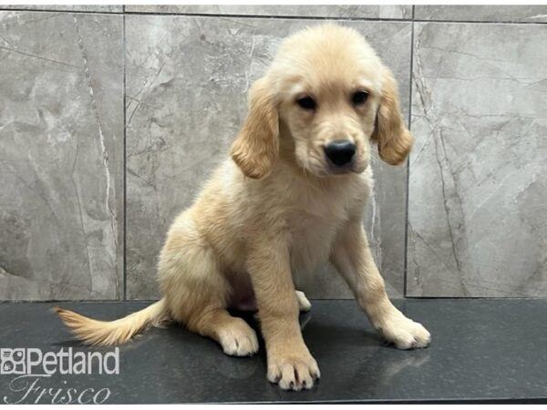 Golden Retriever Dog Male Golden 30563 Petland Frisco, Texas