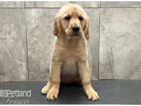 Golden Retriever-Dog-Male-Golden-30564-Petland Frisco & Mckinney, Texas