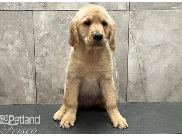 Golden Retriever-Dog-Male-Golden-30564-Petland Frisco, Texas