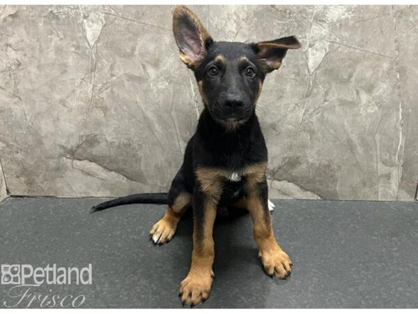 German Shepherd Dog Male Black and Tan 30522 Petland Frisco, Texas