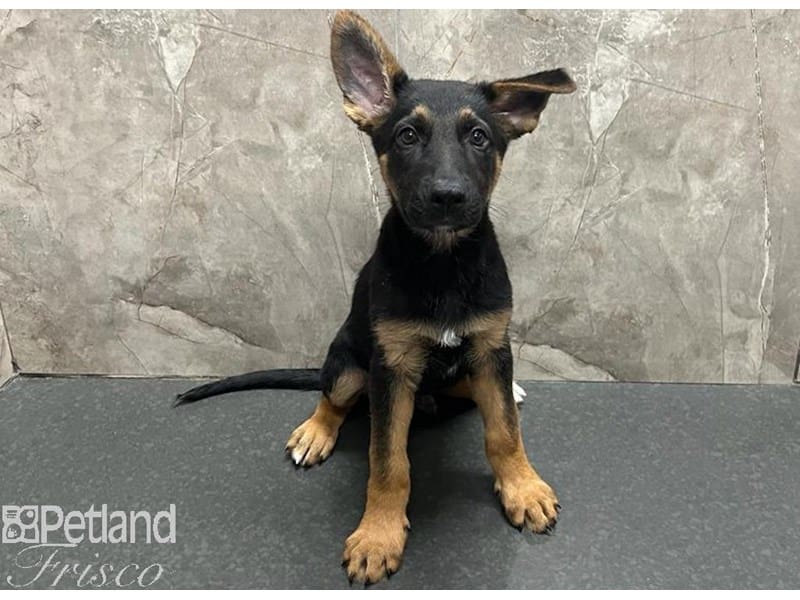 German Shepherd-Dog-Male-Black and Tan-3820117-Petland Frisco, Texas